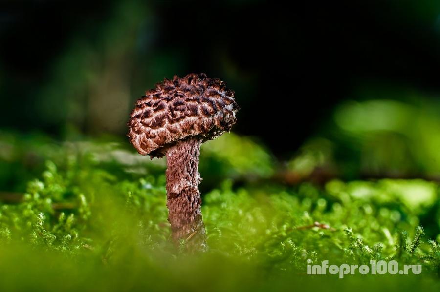 Необычный гриб