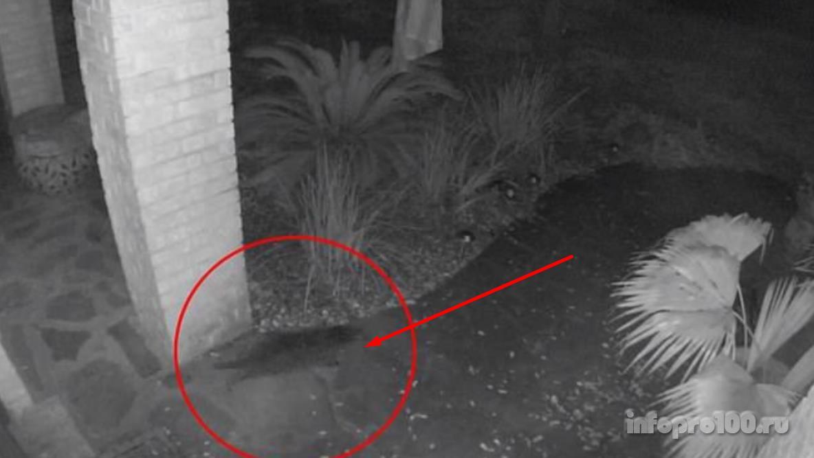 Камера видеонаблюдения засняла растворившуюся в воздухе кошку