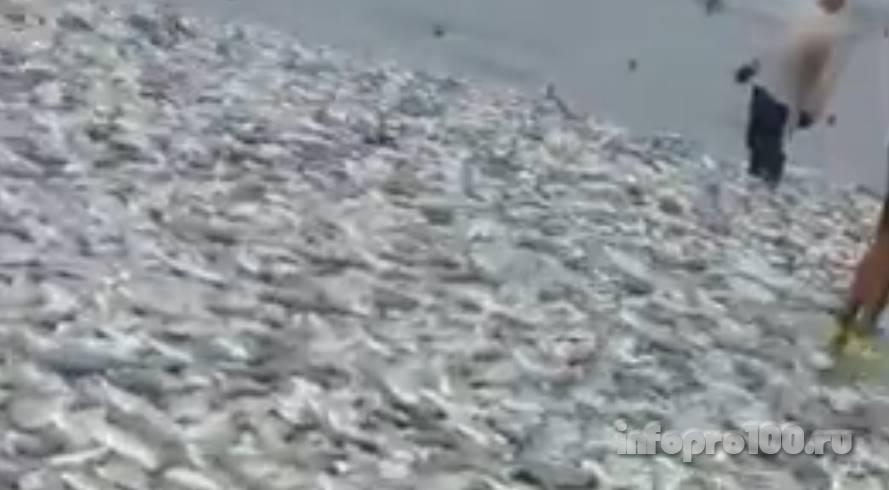 В Мексике тонны ещё живой рыбы просто выбросились на берег