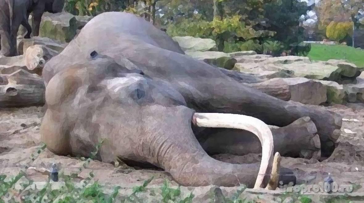 В Африке по неизвестным причинам массово гибнут слоны
