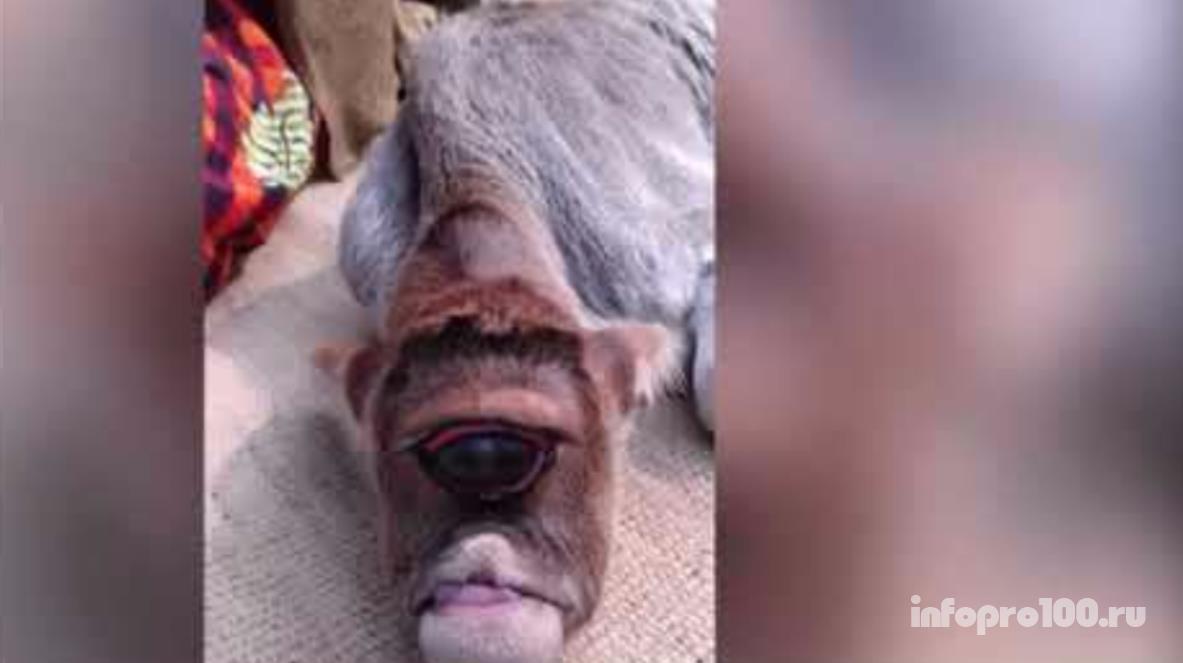 В Индии на видео запечатлели корову-мутанта с одним глазом