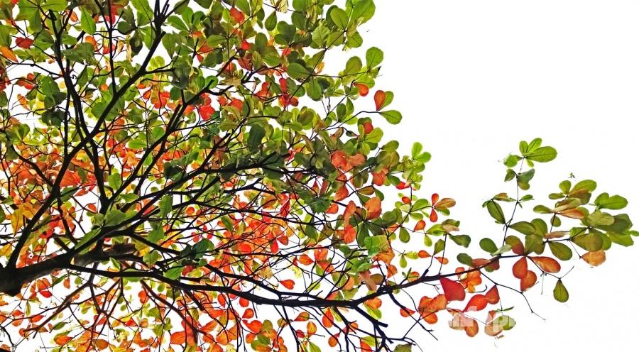 Разноцветные осенние листья на дереве