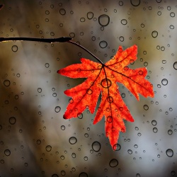 Осенний листок под дождём