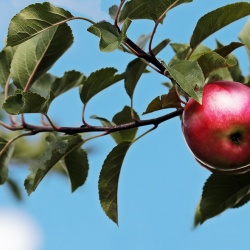 Яблоки на дереве