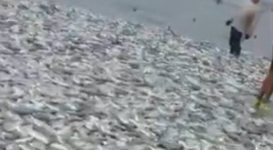 В Мексике тонны ещё живой рыбы просто выбросились на берег