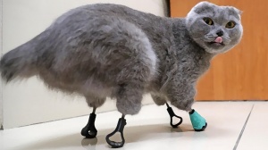 В российском Новокузнецке напечатали для безногой кошки протезы и та начала ходить