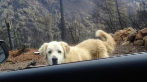 В Калифорнии собака месяц охраняла дом без хозяев, которые сбежали от пожара