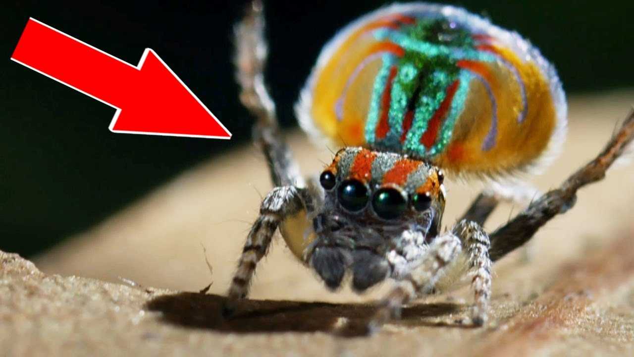10 Самых необычных пауков