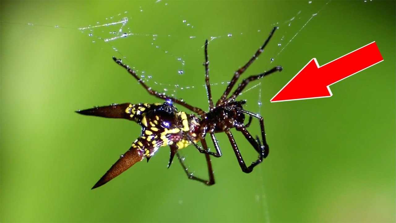 10 Самых невероятных пауков