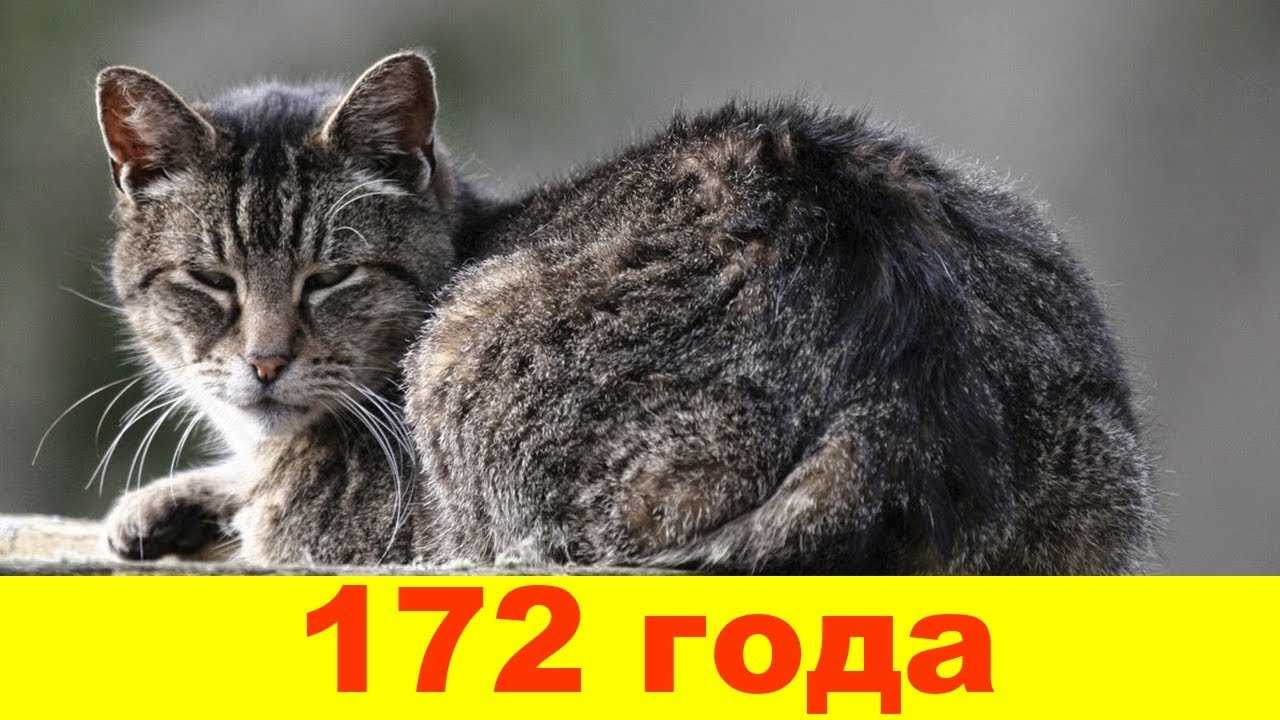 10 самых старых кошек в мире