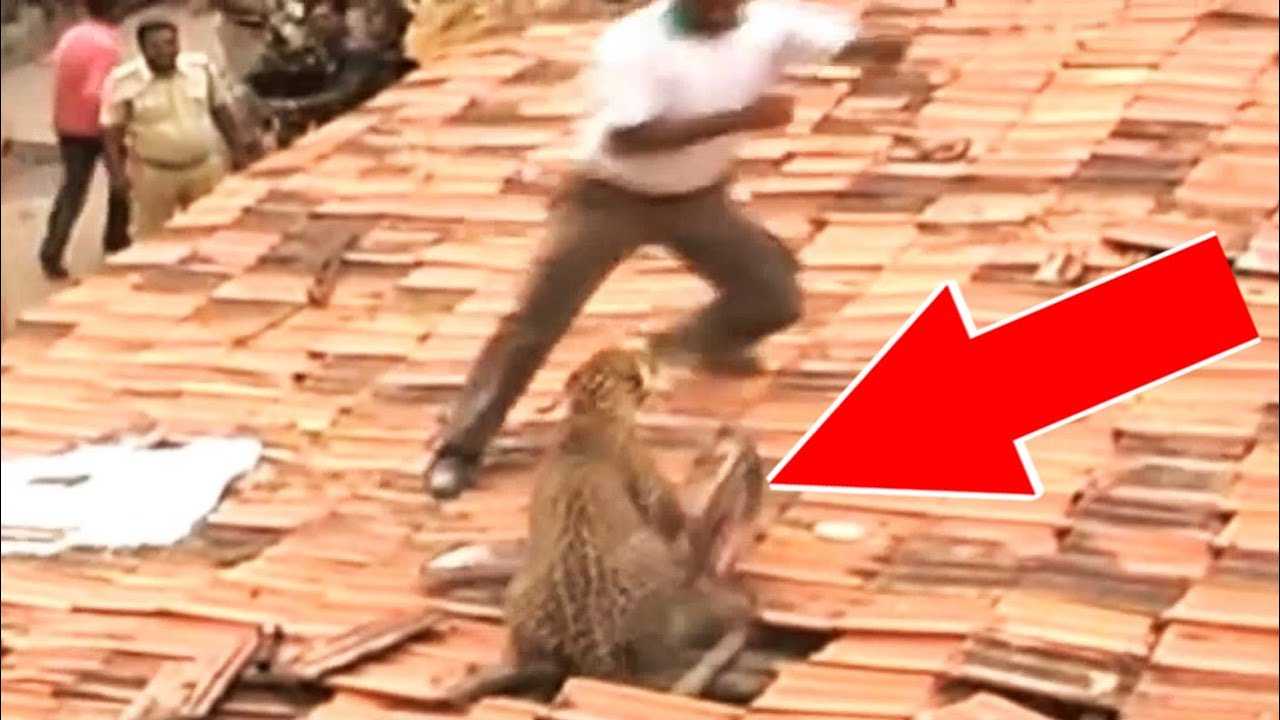 10 Страшных нападений животных на людей снятых на камеру