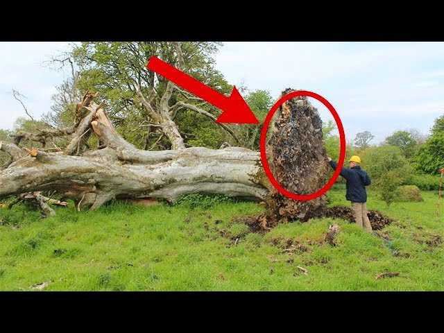 1000 лет это было скрыто от людей в корнях дерева! Находку обнаружили благодаря сильному урагану…