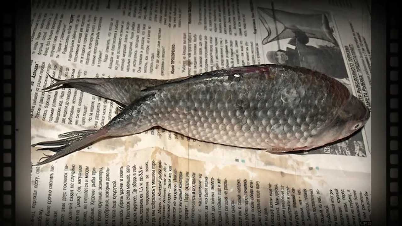 5 Очень странных рыб, снятых на камеру