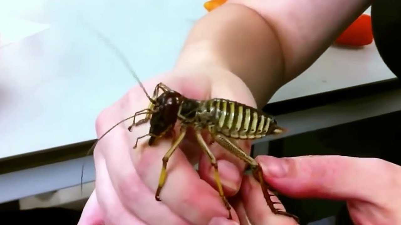 5 Самых больших насекомых в мире