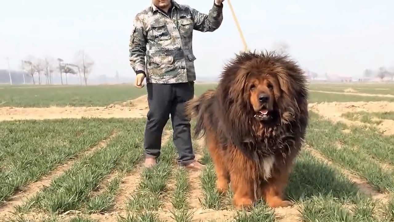 5 Самых больших собак на планете