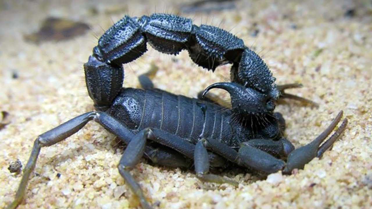 Самый большой Скорпион фото