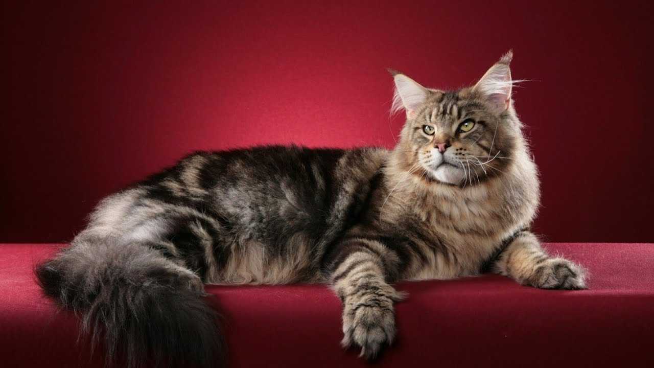 5 Самых Красивых и Удивительных Кошек в мире