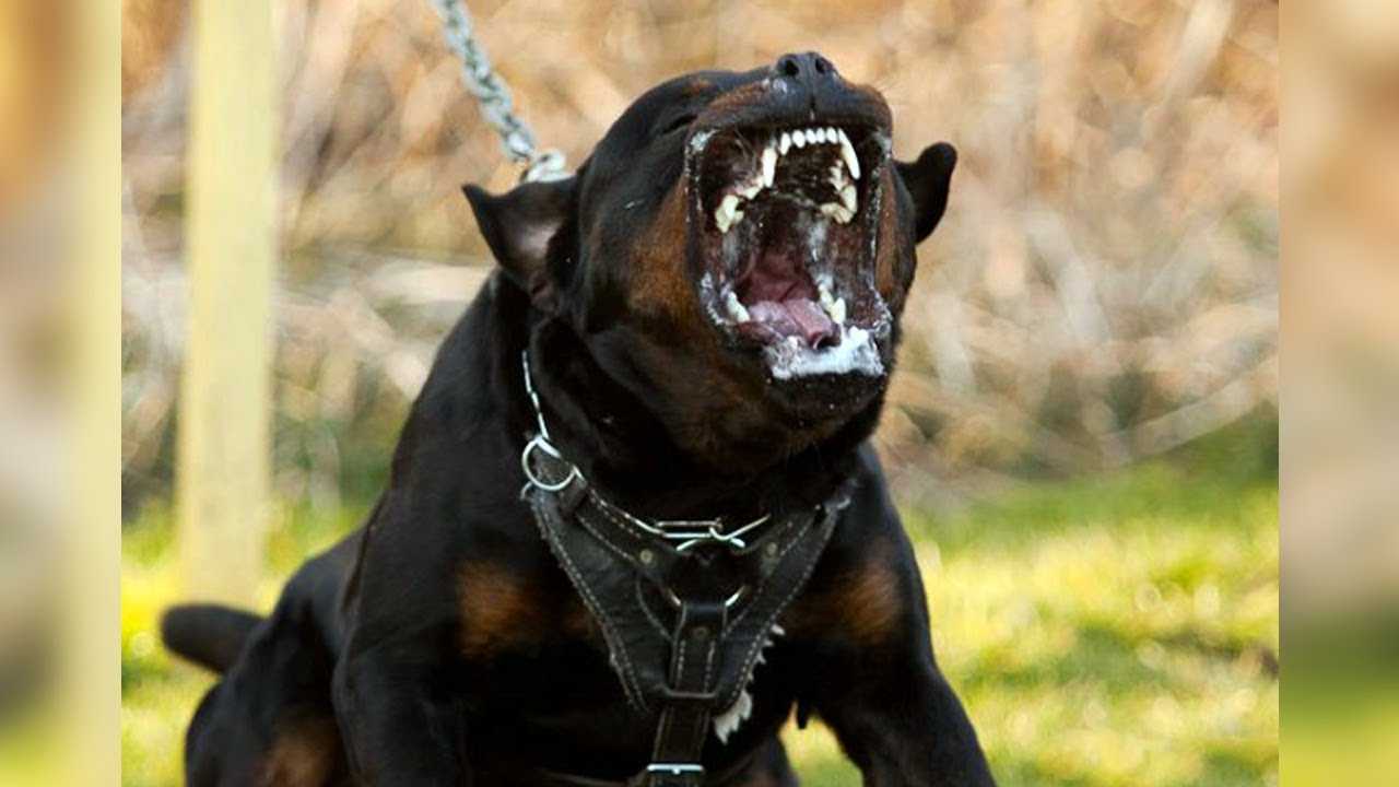5 Самых опасных и злых собак в мире