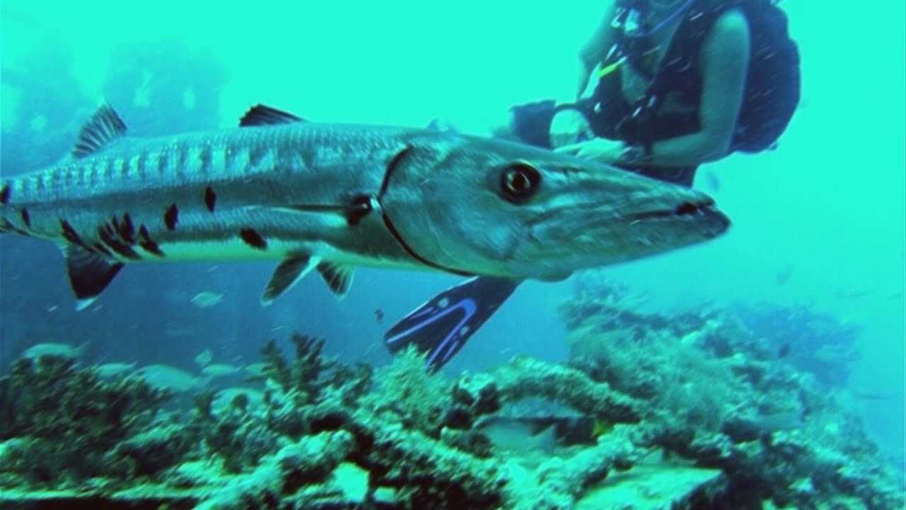 5 Самых опасных рыб в реках и океанах