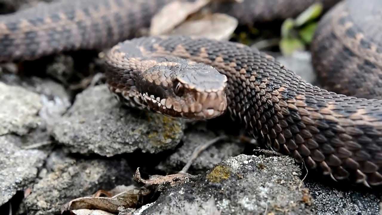 5 Самых опасных змей в России