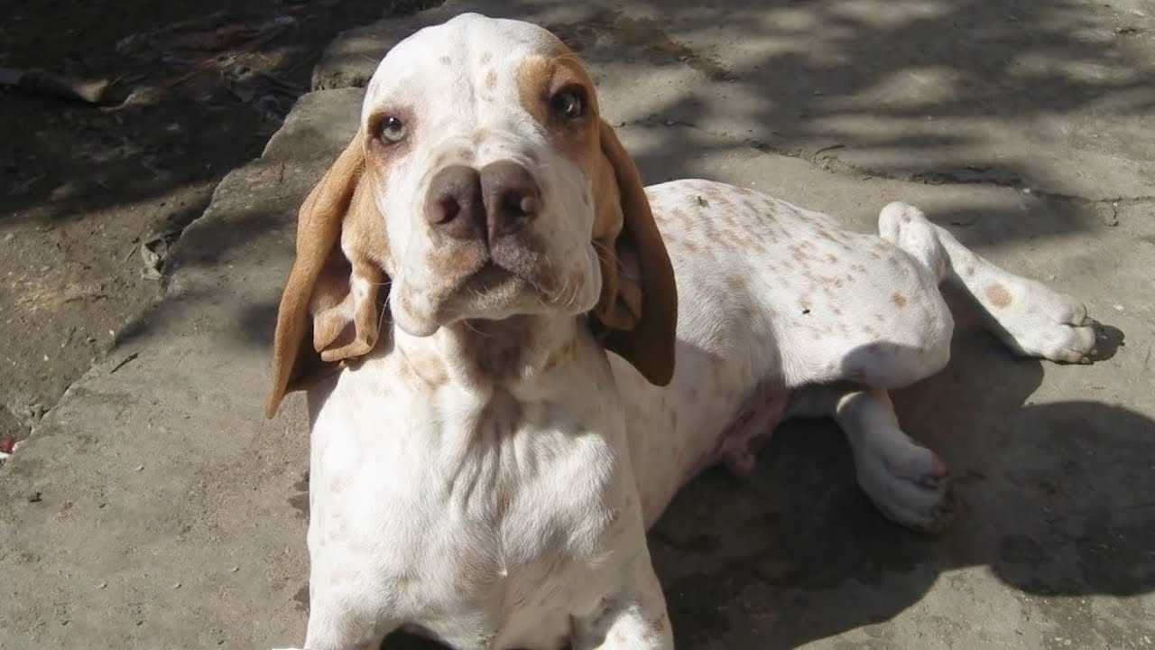 5 Самых редких пород собак в мире
