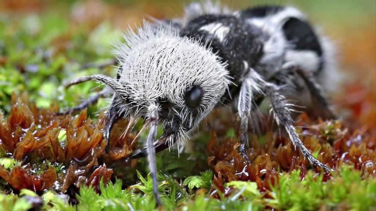 5 Самых странных насекомых в мире