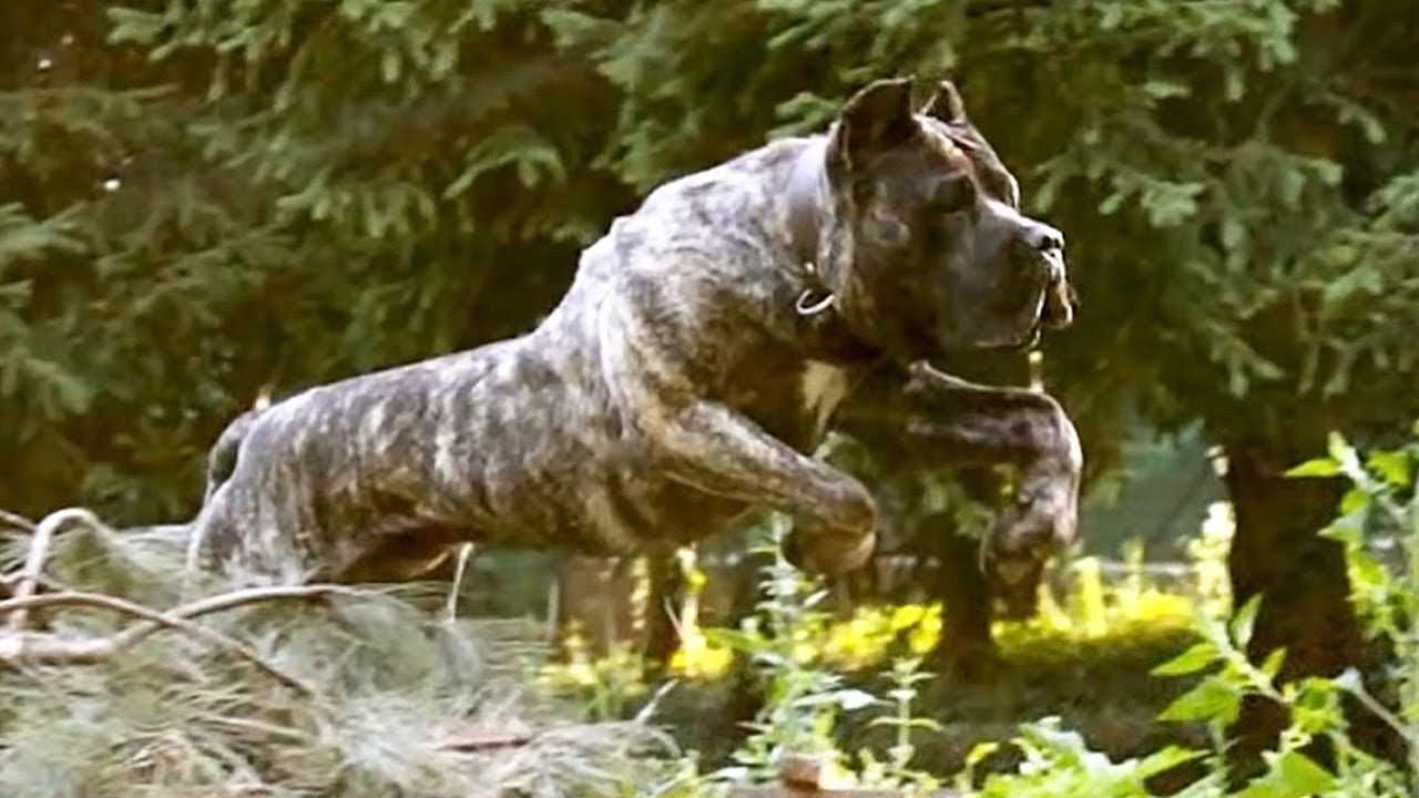 5 Самых злых собак в мире