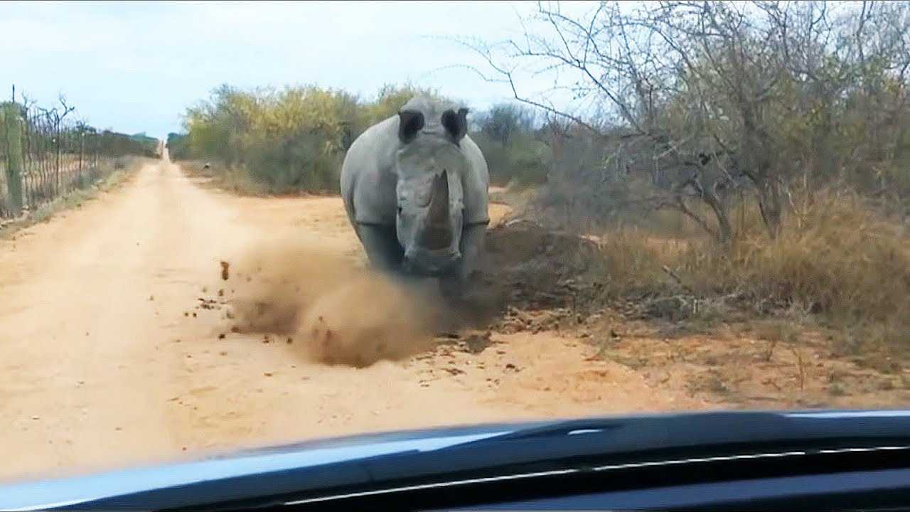 5 Сумасшедших атак носорога снятых на видео