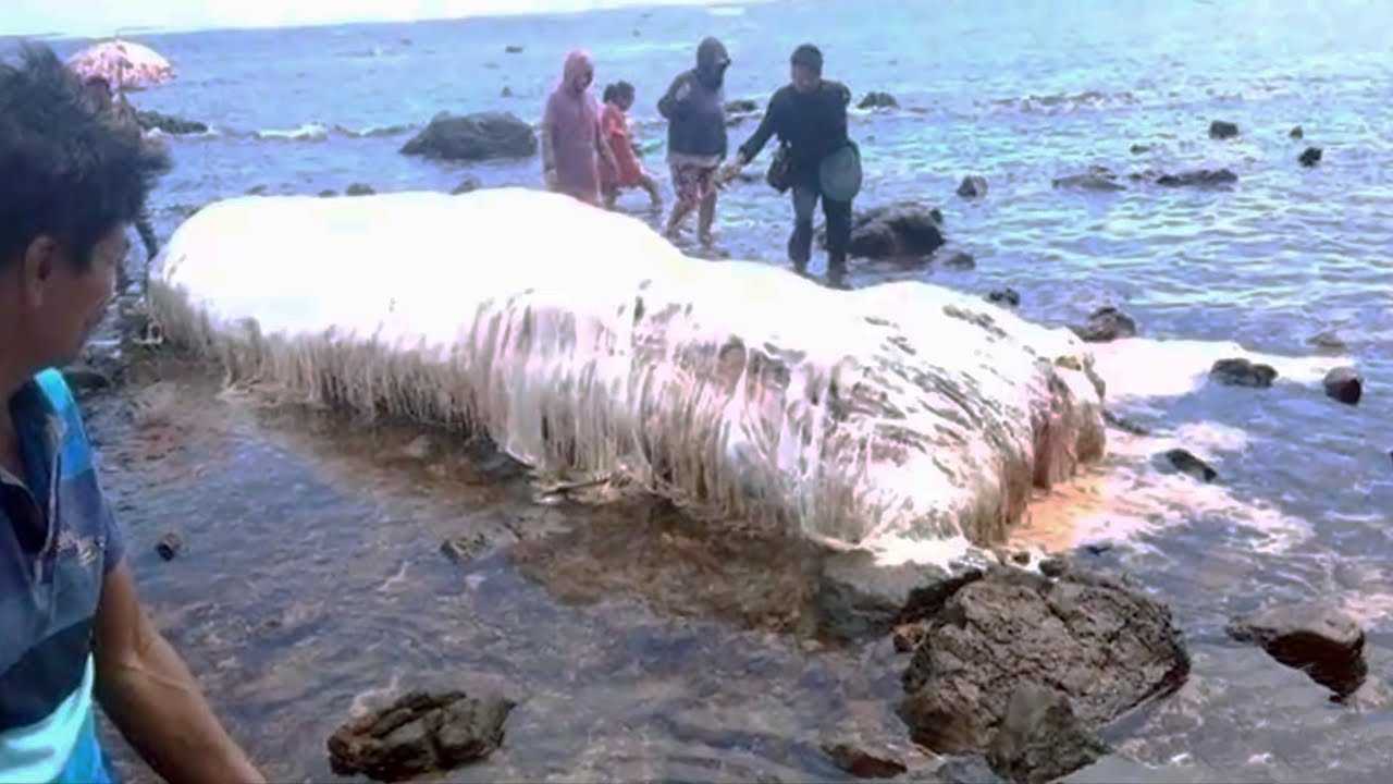 5 Вымерших гигантских существ, выброшенных на берег океана
