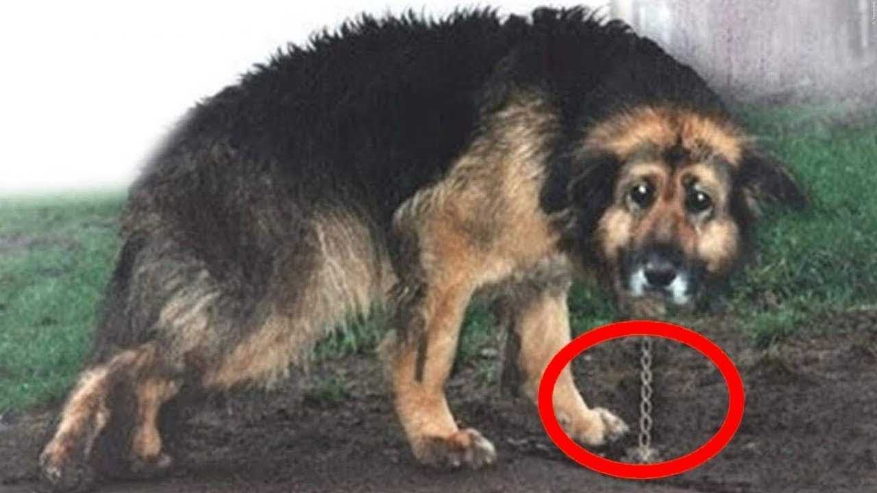Целых 10 лет собаку держали на цепи, посмотрите на её реакцию после освобождения