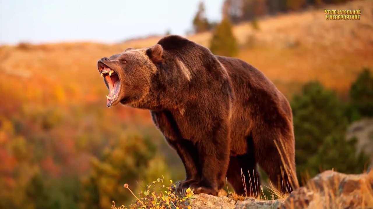 Что делать, если встретил медведя в лесу