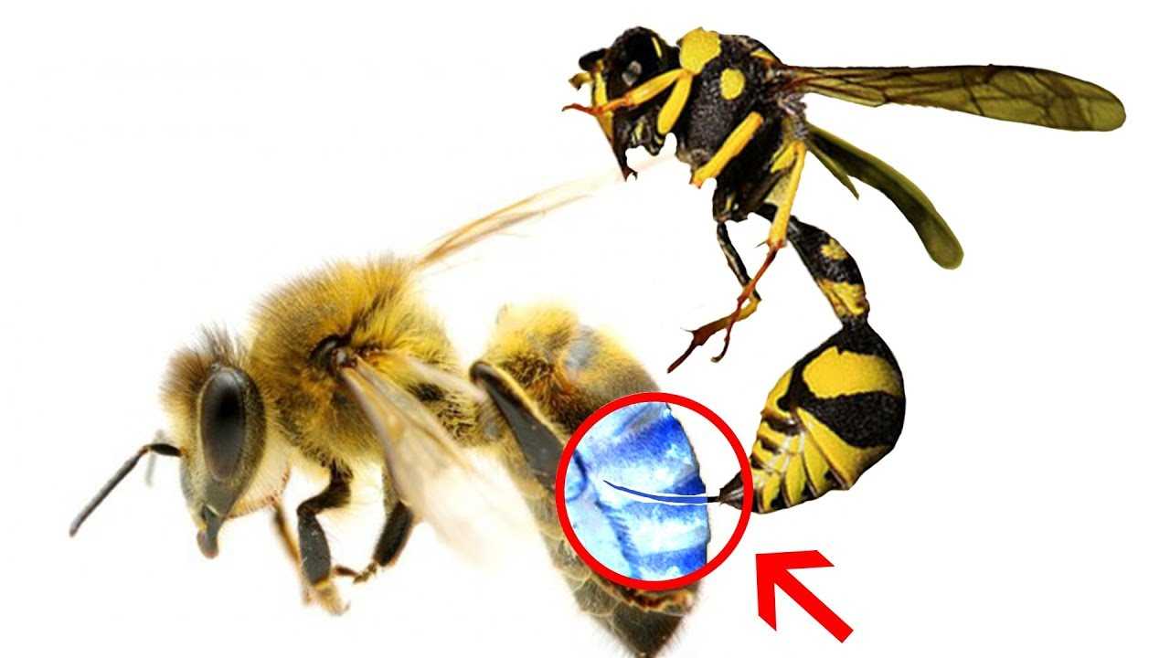 Что произойдет когда пчела ужалит пчелу?