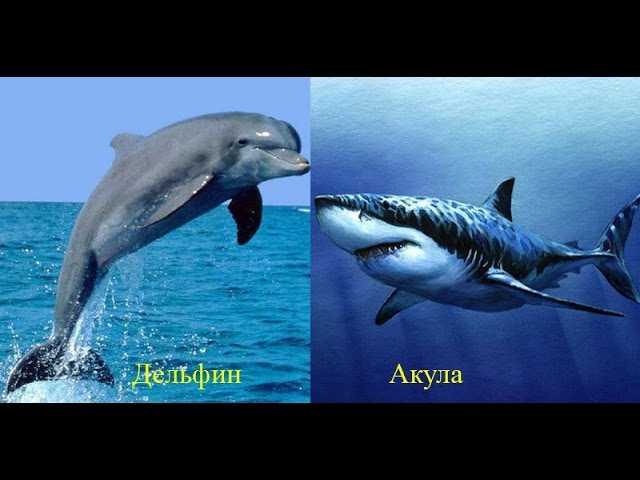 Дельфины против акул!
