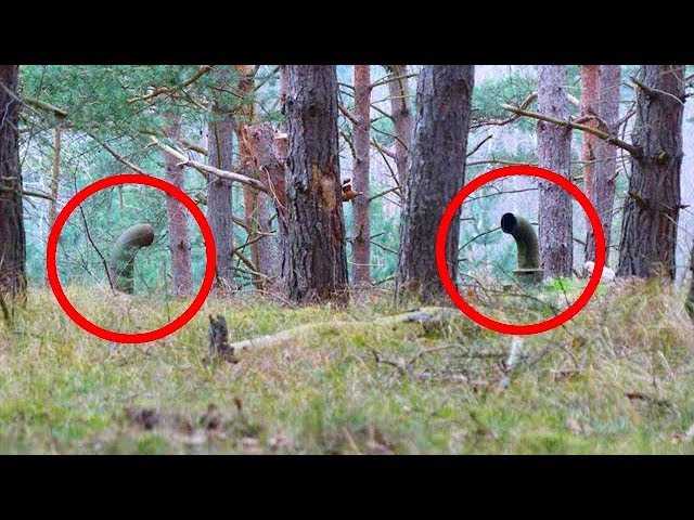 Два парня гуляли по лесу и увидели эти трубы.  То, что находилось под ними, повергло их в ужас!