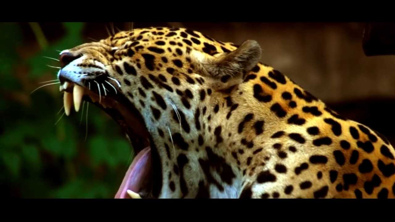 ЯГУАР - ИНТЕРЕСНЫЕ ФАКТЫ О ЖИВОТНЫХ / Jaguar animal