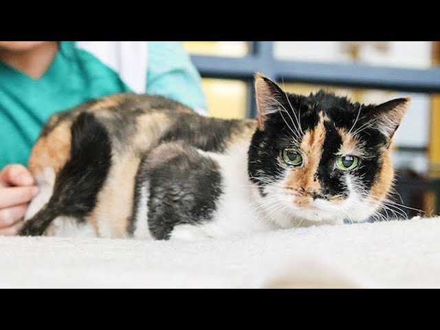 Кошка с килограммовыми дредами поразила ветеринаров
