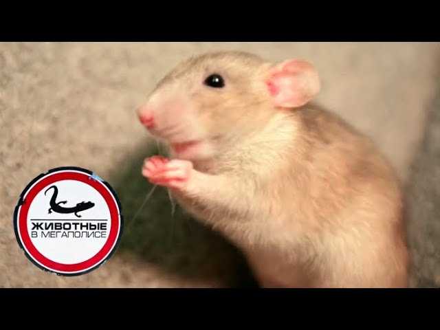 Крысы | Джуманджи. Животные в мегаполисе