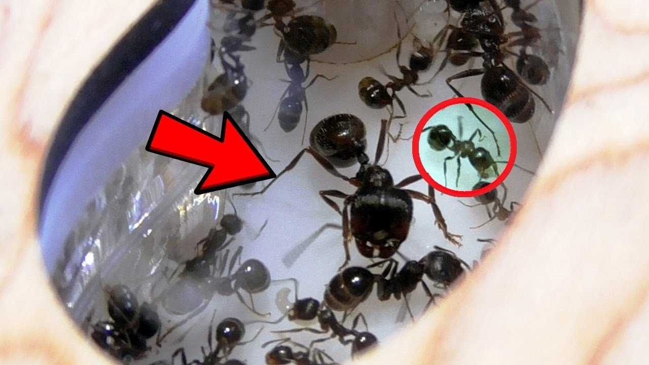 Мои Муравьи Превратились в Монстров. Что с моими муравьями?