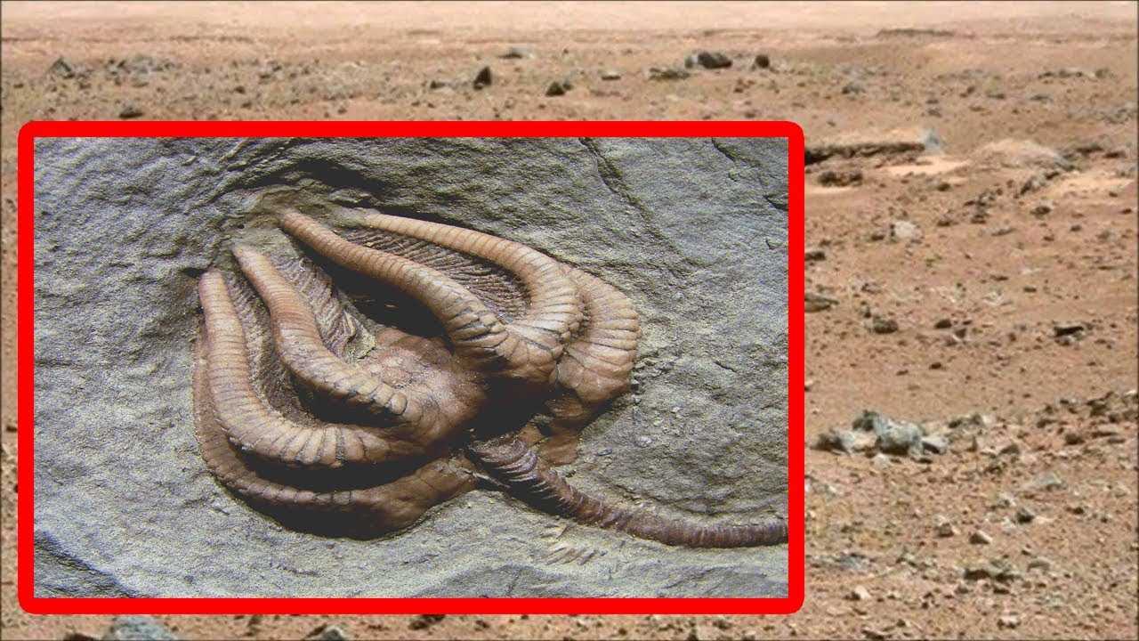 На марсианском фото от NASA высмотрели нечто, очень похожее на паука. Марсиане перебрались на Землю!