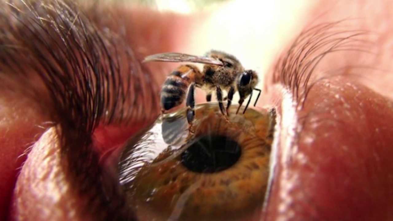 Почему пчела умирает после того, как ужалит?