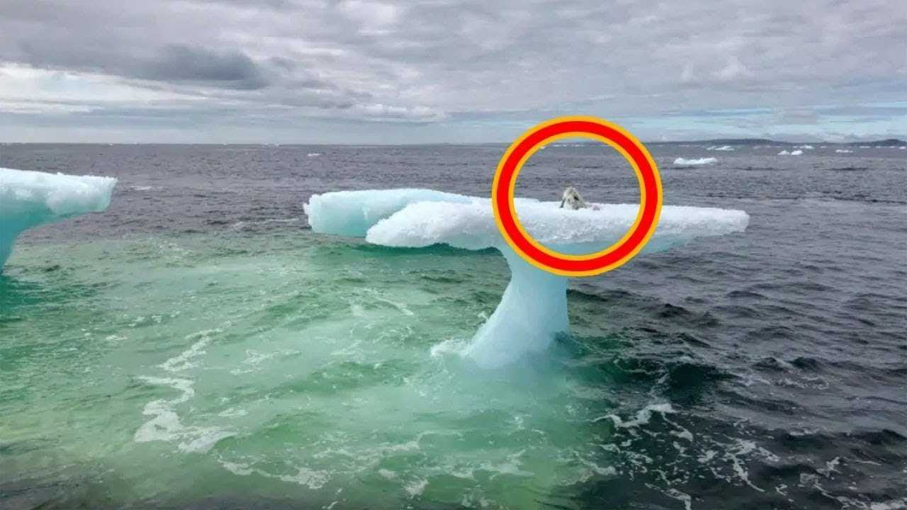 Рыбаки думали что это тюлень на дрейфующей льдине, но когда приблизились то сильно удивились
