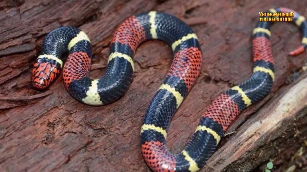 Самые ядовитые и опасные змеи в мире