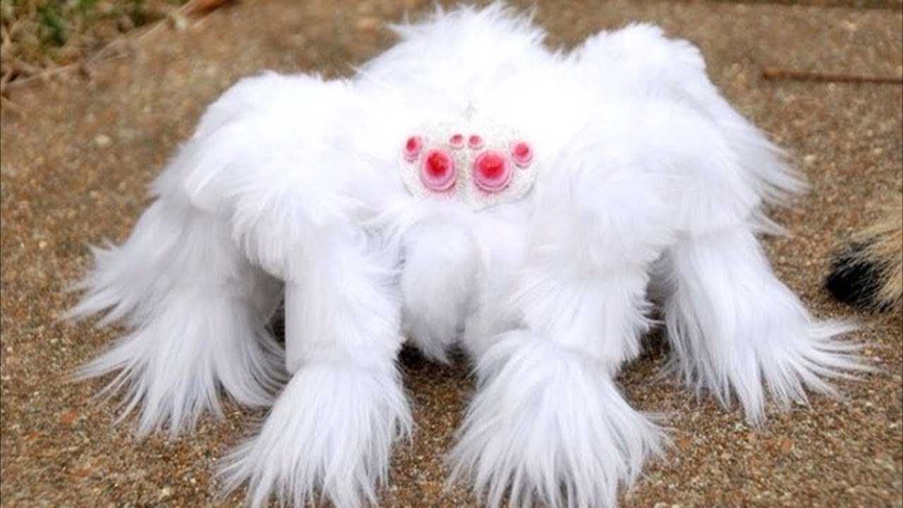 Самые поразительные пауки в мире