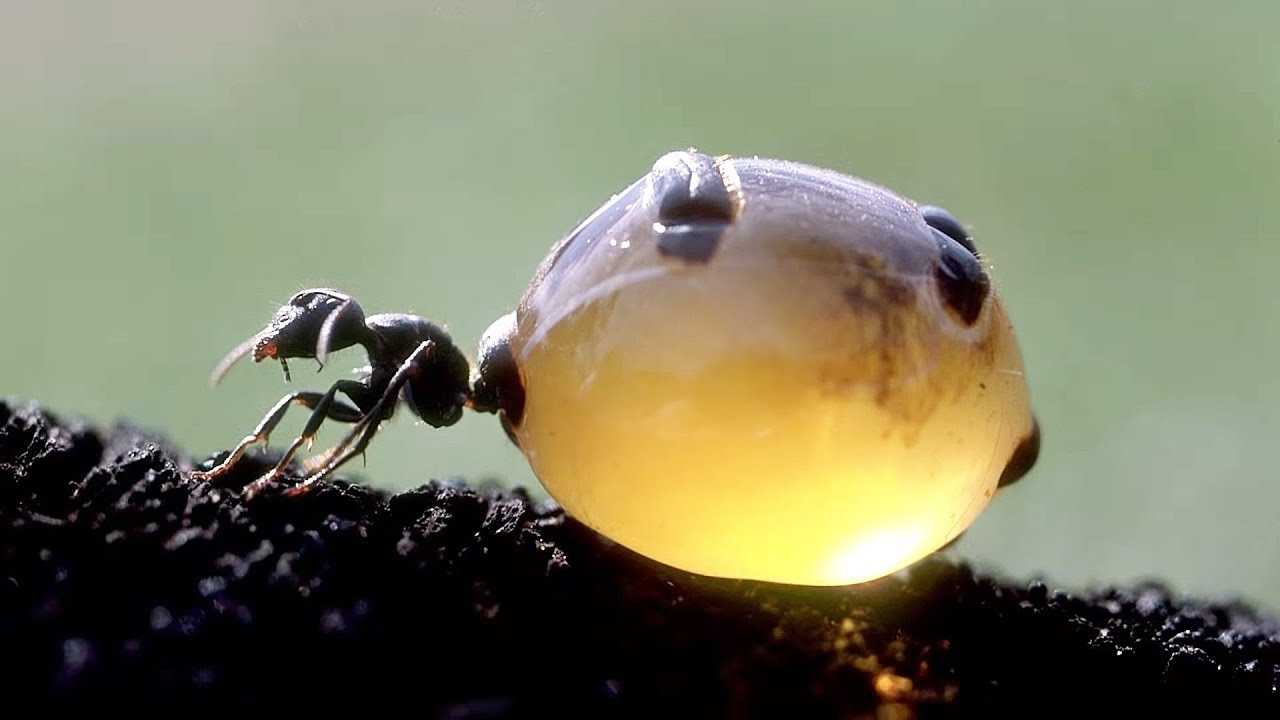Самые странные и необычные муравьи в мире
