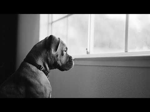 Собака постоянно смотрела в окно. Когда хозяйка поняла, почему, её охватили эмоции!