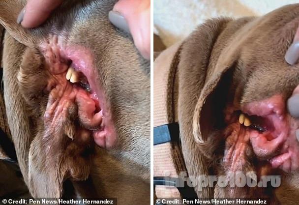 Собака в США с зубами в ухе